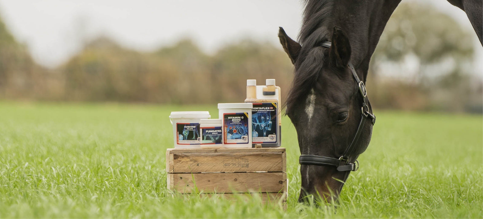¿Listo para la nueva temporada? Los productos de primavera y verano de Equine America