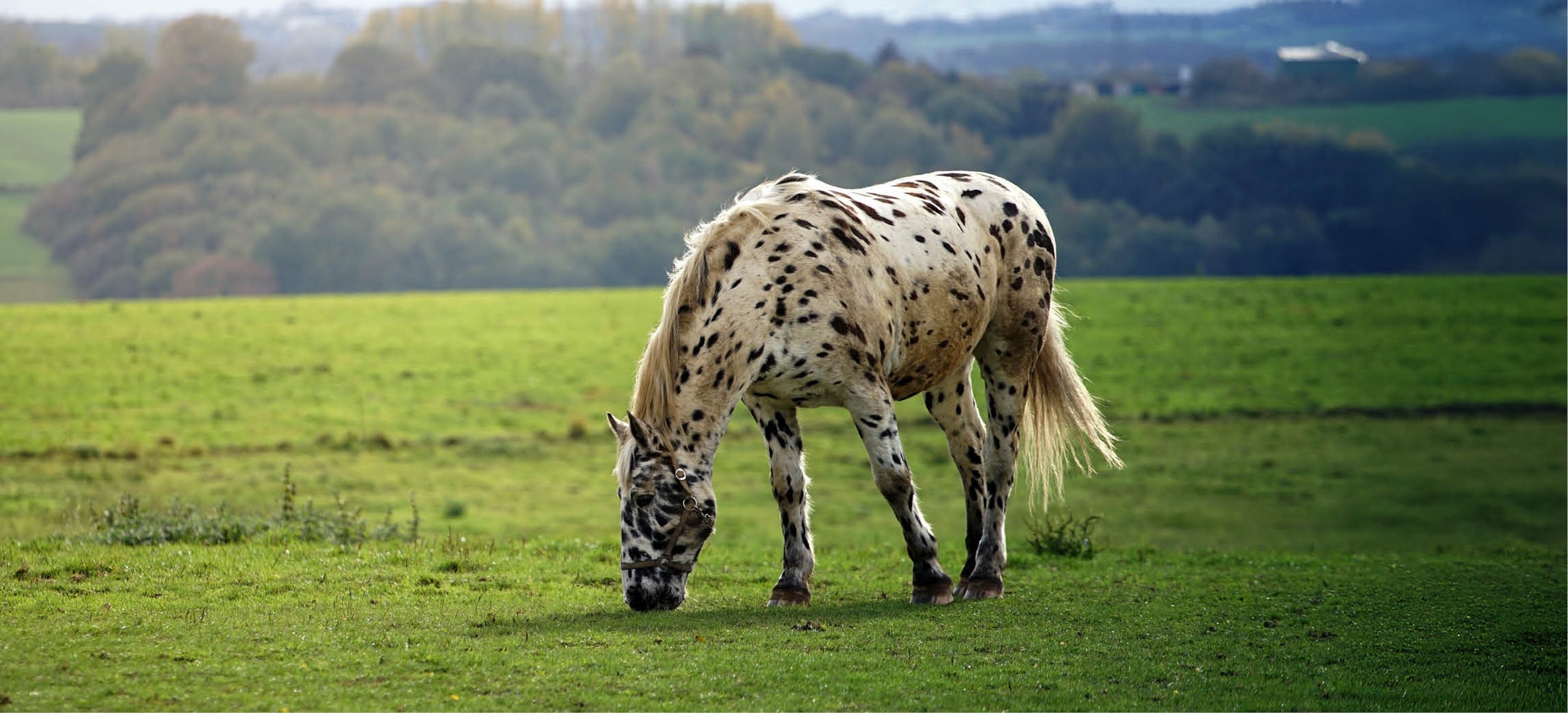 Vitaminas para caballos: todo lo que necesitas saber