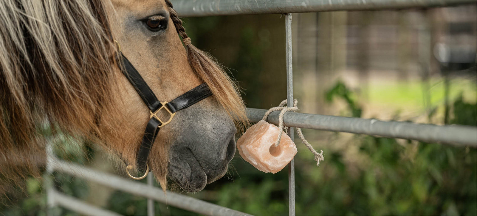 Minerales para caballos: los pilares de un caballo sano