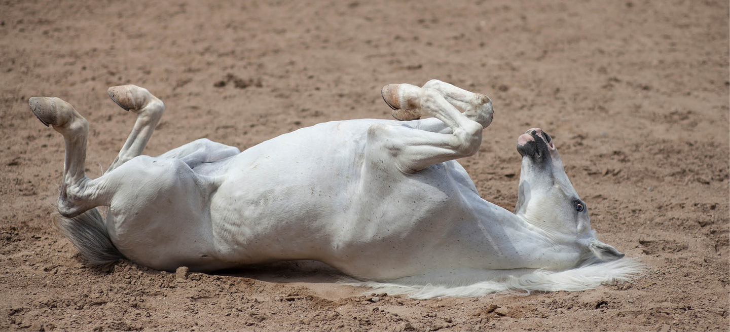 Cólico en caballos: reconocer, actuar y prevenir