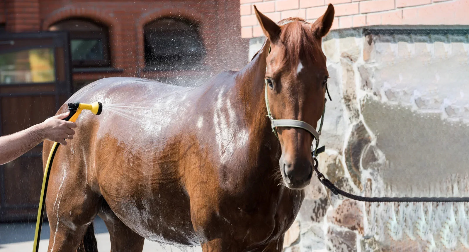 Como prevenir el estres termico en tu caballo