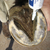 Hypo Putrefacción del casco Hypo Putrefacción del casco