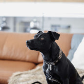 Kentucky Dogwear Banda para perros Gris Kentucky Dogwear Banda para perros Gris