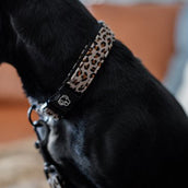 Kentucky Dogwear Banda para perros Gris Kentucky Dogwear Banda para perros Gris