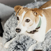 Kentucky Dogwear Halsband Jacquard Verde oliva Kentucky Dogwear Halsband Jacquard Verde oliva