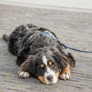 Kentucky Dogwear Correa para Perro Velvet Navy Kentucky Dogwear Correa para Perro Velvet Navy