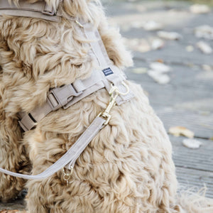 Kentucky Dogwear Correa para Perro Velvet Beige Kentucky Dogwear Correa para Perro Velvet Beige