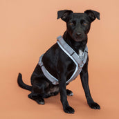 Kentucky Dogwear Arnés Active Reflective Gris Kentucky Dogwear Arnés Active Reflective Gris