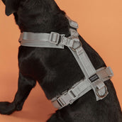 Kentucky Dogwear Arnés Active Reflective Gris Kentucky Dogwear Arnés Active Reflective Gris