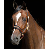 Back on Track Cabezada Werano Marron Back on Track Cabezada Werano Marron