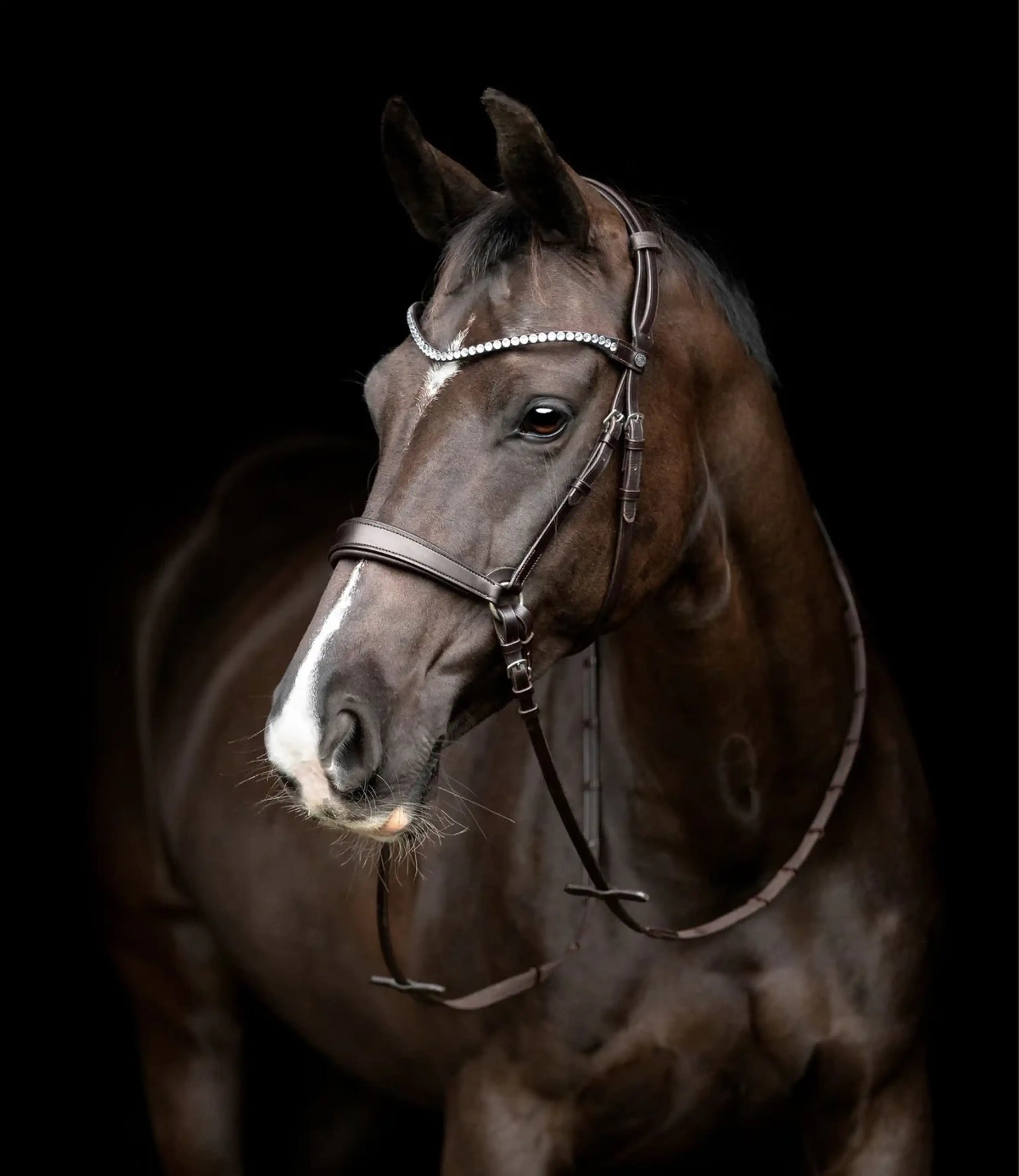 Catago Cabezada Set Gentle Brown Catago Cabezada Set Gentle Brown