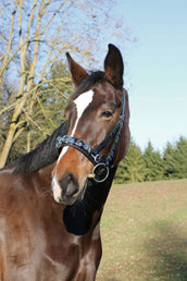 Kerbl Cabezón Exklusiv Cuero incl. correa de embocadura Negro Kerbl Cabezón Exklusiv Cuero incl. correa de embocadura Negro