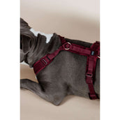 Kentucky Dogwear Arnés Active Velvet Bordeaux Kentucky Dogwear Arnés Active Velvet Bordeaux