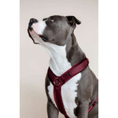 Kentucky Dogwear Arnés Active Velvet Bordeaux Kentucky Dogwear Arnés Active Velvet Bordeaux