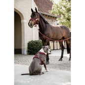 Kentucky Dogwear Arnés Active Velvet Bordeaux Kentucky Dogwear Arnés Active Velvet Bordeaux