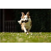 BR Juguete para Perro Bone BR Juguete para Perro Bone