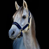 Back on Track Cabezada Werano Azul Back on Track Cabezada Werano Azul