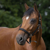 Norton Cabezada Forro de Neopreno Negro Norton Cabezada Forro de Neopreno Negro