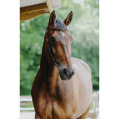 Norton Brida Freedom Habana Norton Brida Freedom Habana