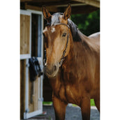 Norton Brida Freedom Habana Norton Brida Freedom Habana