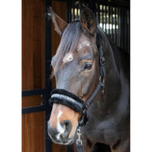 Harry's Horse Halter Letras Citas Negro Harry's Horse Halter Letras Citas Negro