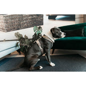 Kentucky Dogwear Arnés Active Velvet Beige Kentucky Dogwear Arnés Active Velvet Beige