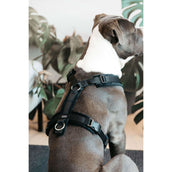 Kentucky Dogwear Arnés Active Velvet Negro Kentucky Dogwear Arnés Active Velvet Negro