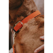 Kentucky Horsewear Halsband Perro Trenzado Nylon Naranja Kentucky Horsewear Halsband Perro Trenzado Nylon Naranja