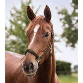 Waldhausen Cabezada Perlon Satin Verde/Marron Waldhausen Cabezada Perlon Satin Verde/Marron