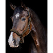 Waldhausen Cabezada St. Gallen Verde/Marron Waldhausen Cabezada St. Gallen Verde/Marron