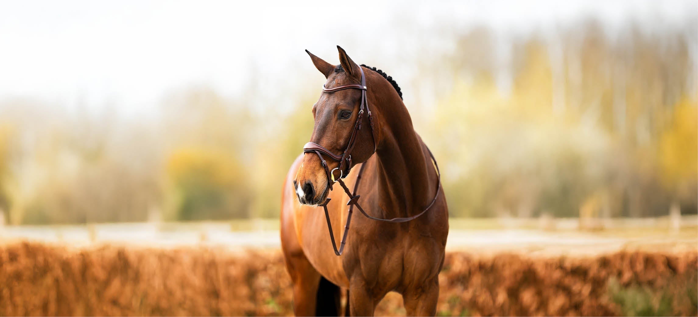 ¿Qué brida BR es la adecuada para ti y tu caballo?