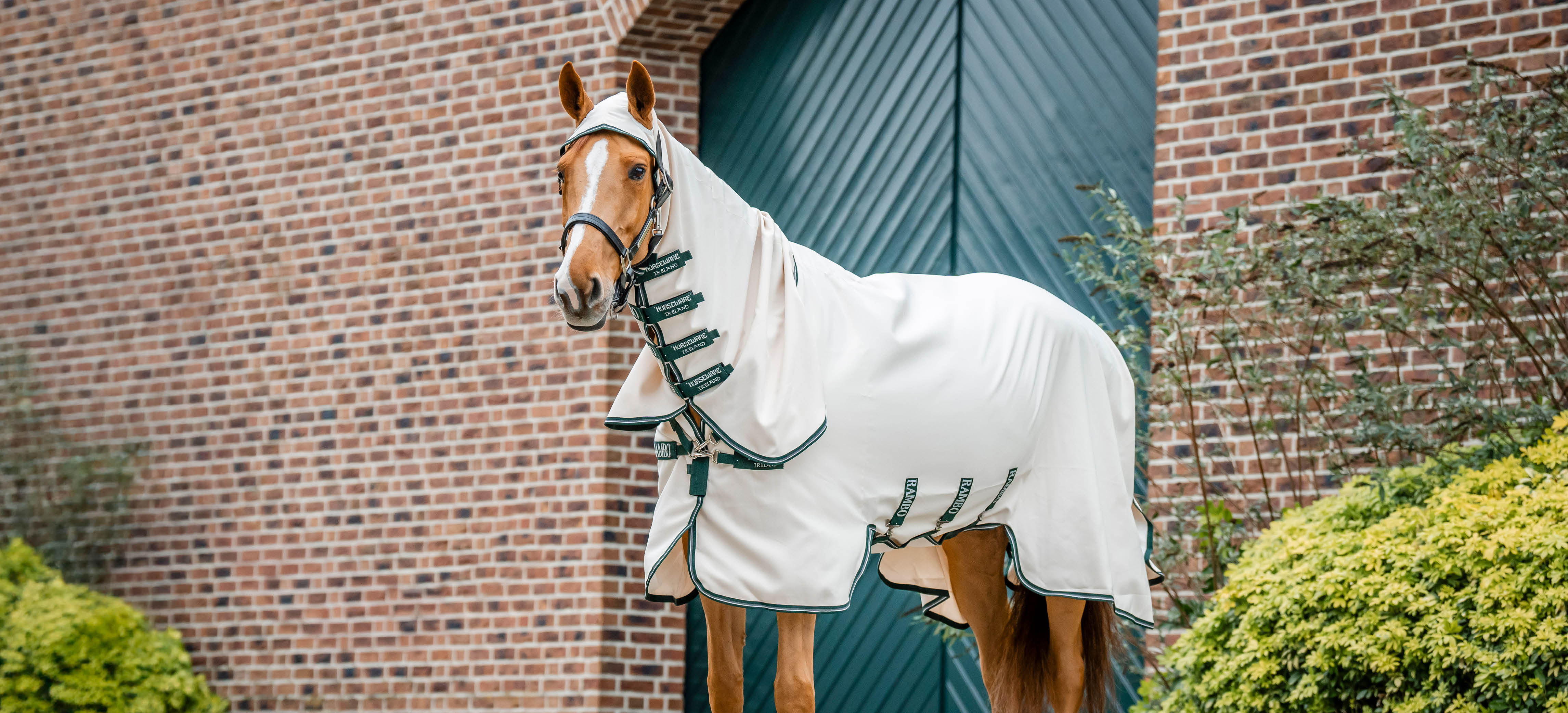 Manta para el eczema: cómo elegir la adecuada para tu caballo