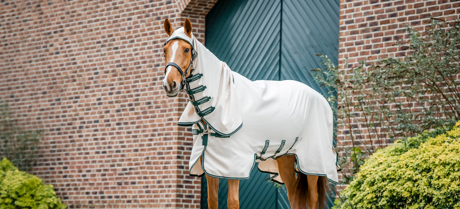 Manta para el eczema: cómo elegir la adecuada para tu caballo
