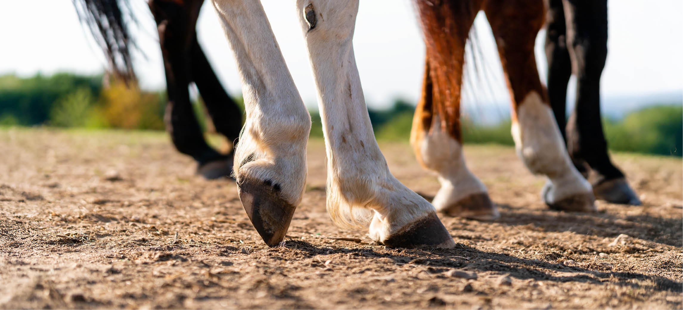 Caballo cojo: cuanto tiempo de descanso es prudente?