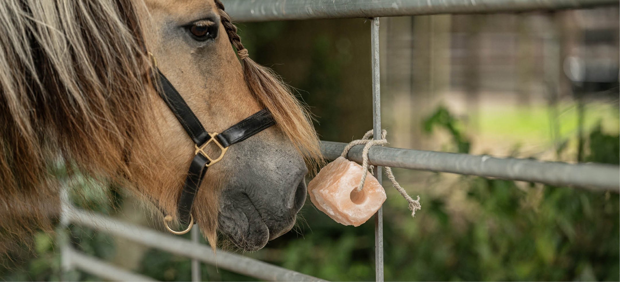 Minerales para caballos: los pilares de un caballo sano