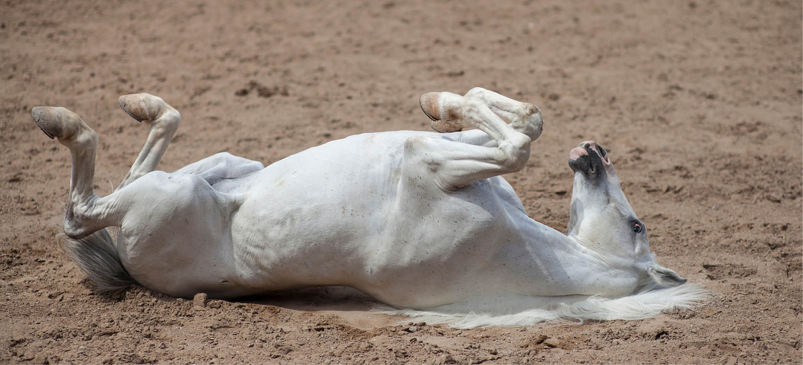Cólico en caballos: reconocer, actuar y prevenir