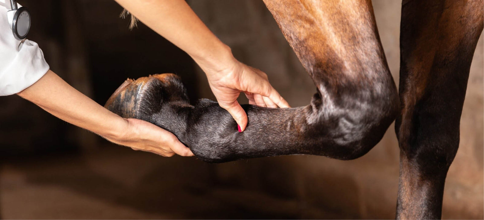 Caballo cojo: qué hacer y cuándo llamar al veterinario