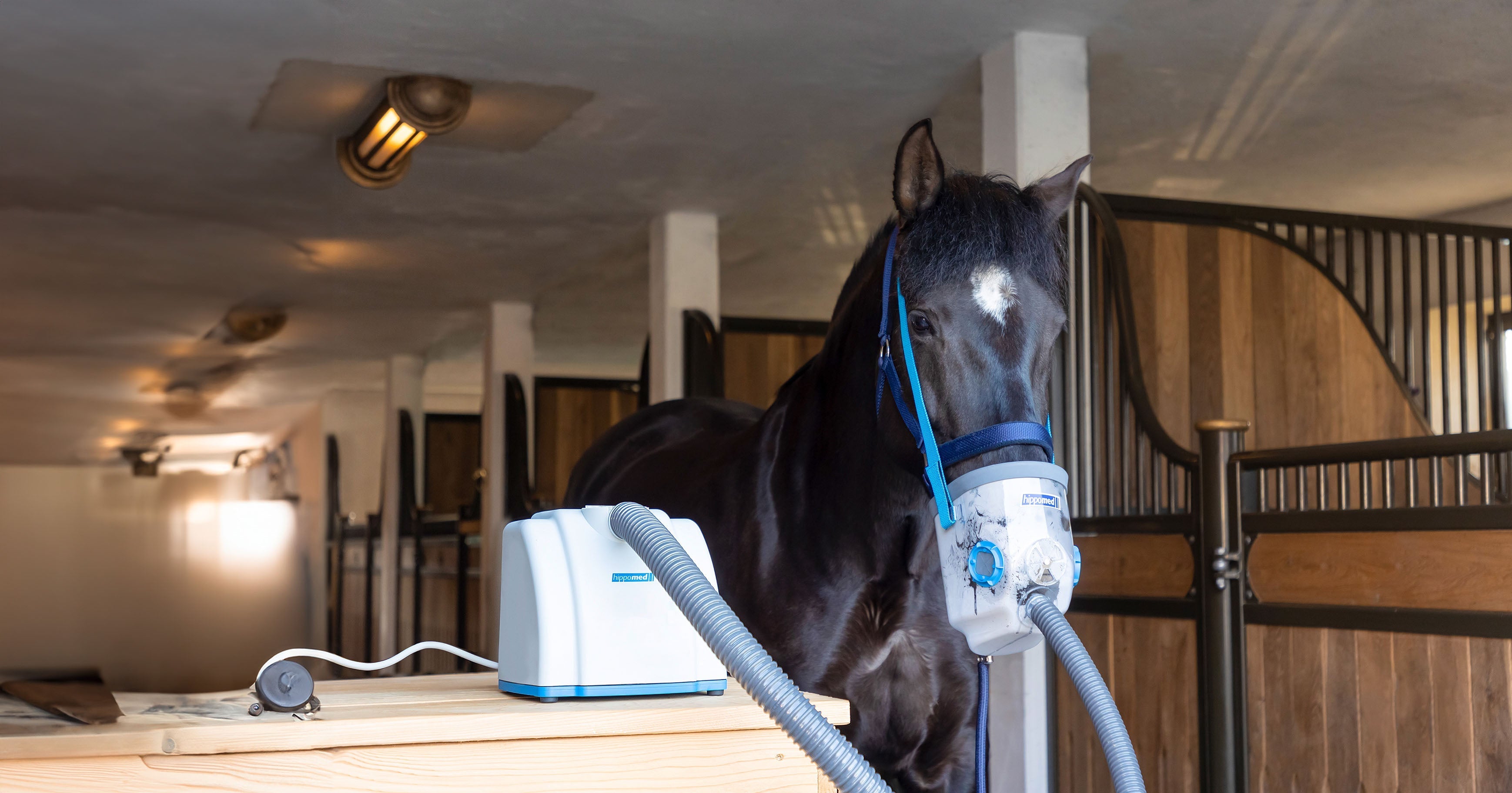Problemas respiratorios en caballos