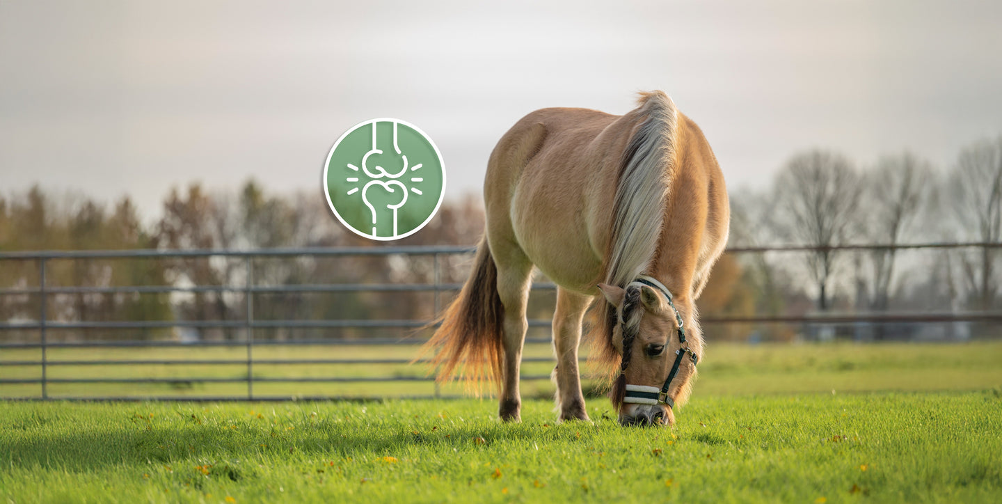 Articulaciones sanas y flexibles en un caballo