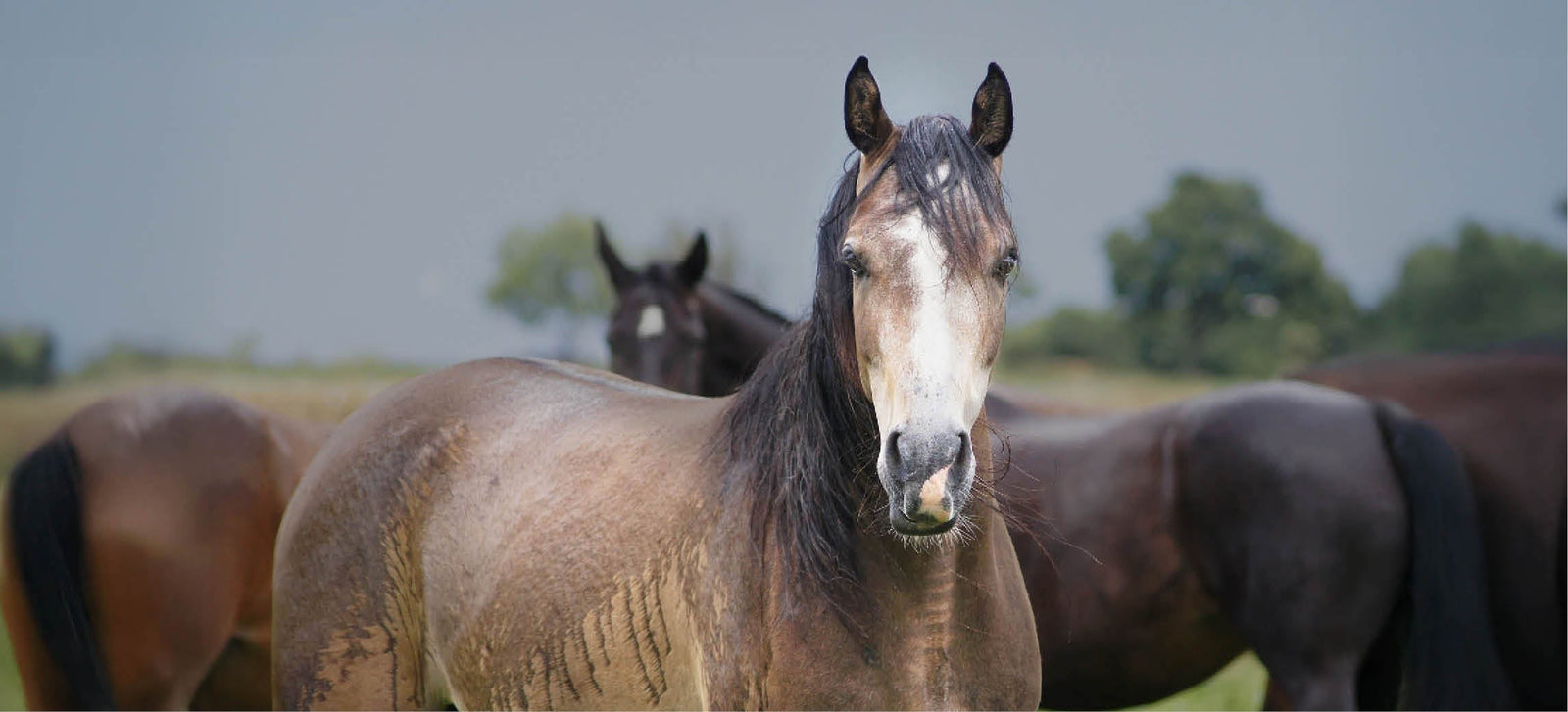¿Tu caballo tiembla bajo la lluvia? Esto es lo que puedes hacer