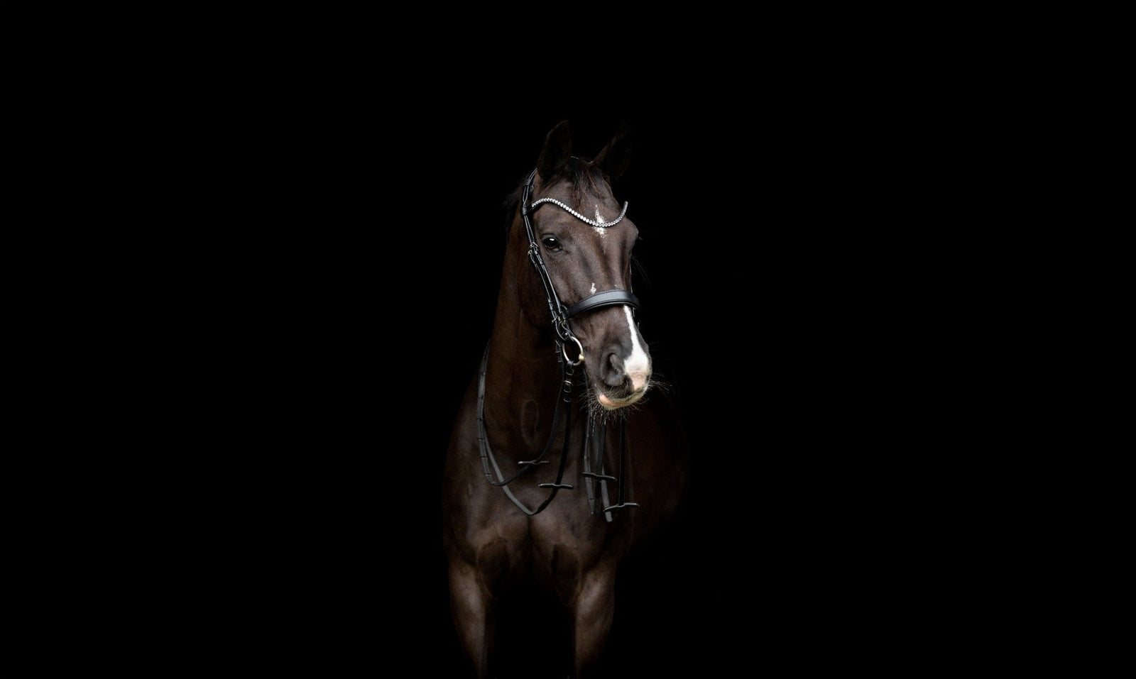 Catago Gentle Bridle: La brida del futuro