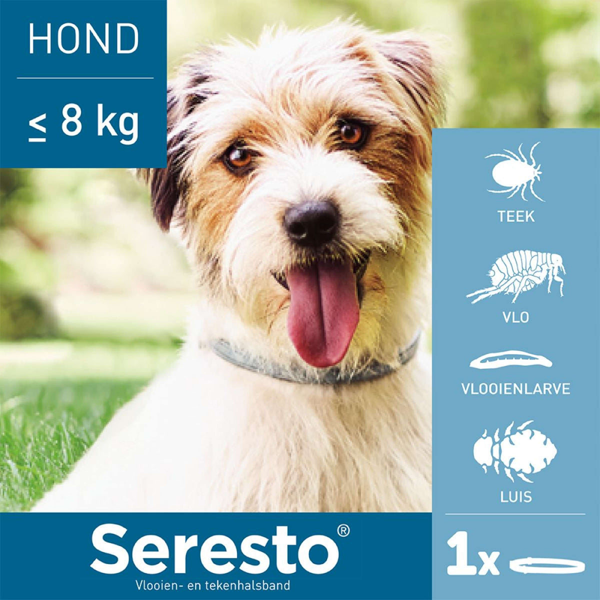 Seresto Collar Antipulgas y Garrapatas Perro pequeño hasta 8kg