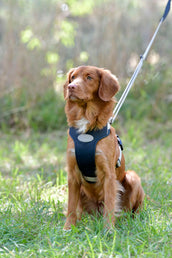 Weatherbeeta Arnés para Perro Explorer Marino