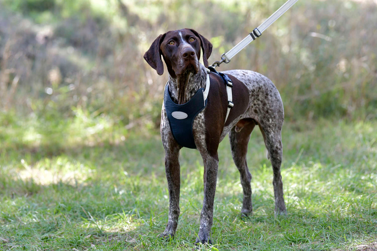 Weatherbeeta Arnés para Perro Explorer Marino