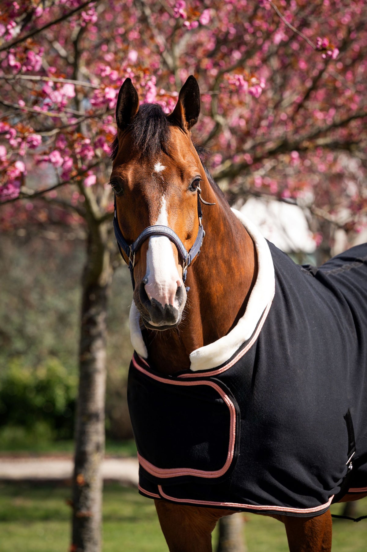 HB Manta de exhibición Showtime Rose Gold Negro