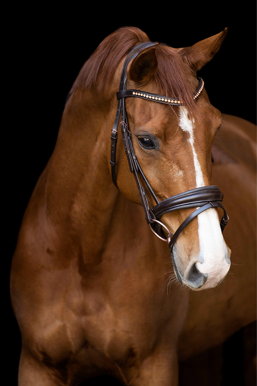 Imperial Riding Brida IRHFria Trens Marron