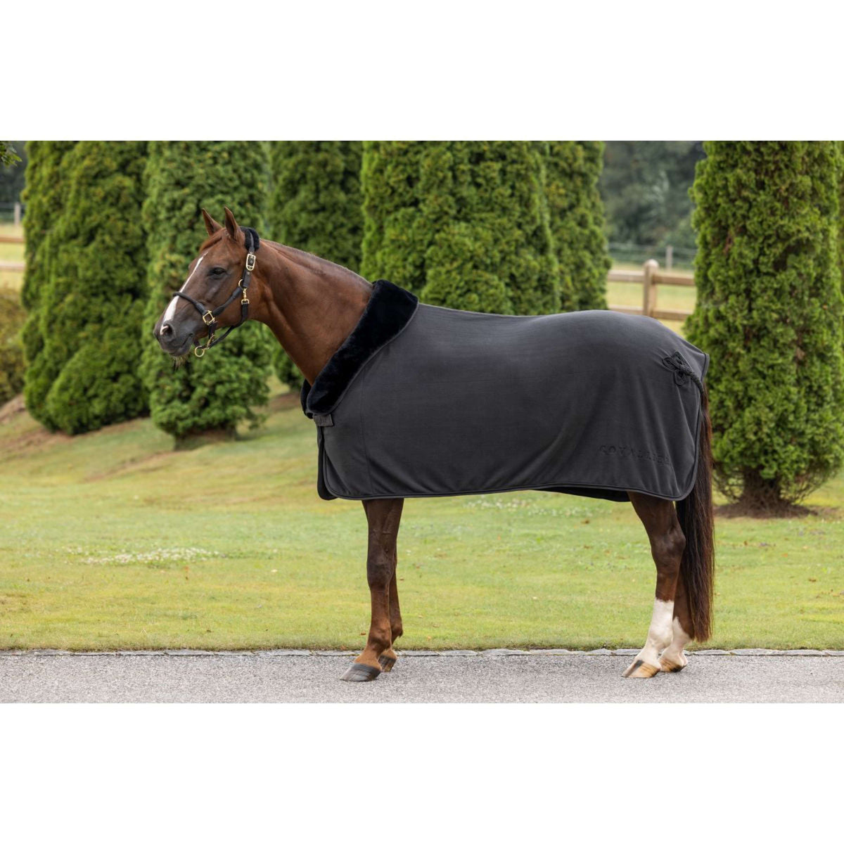 Covalliero Cabezada Anniversary Graphite