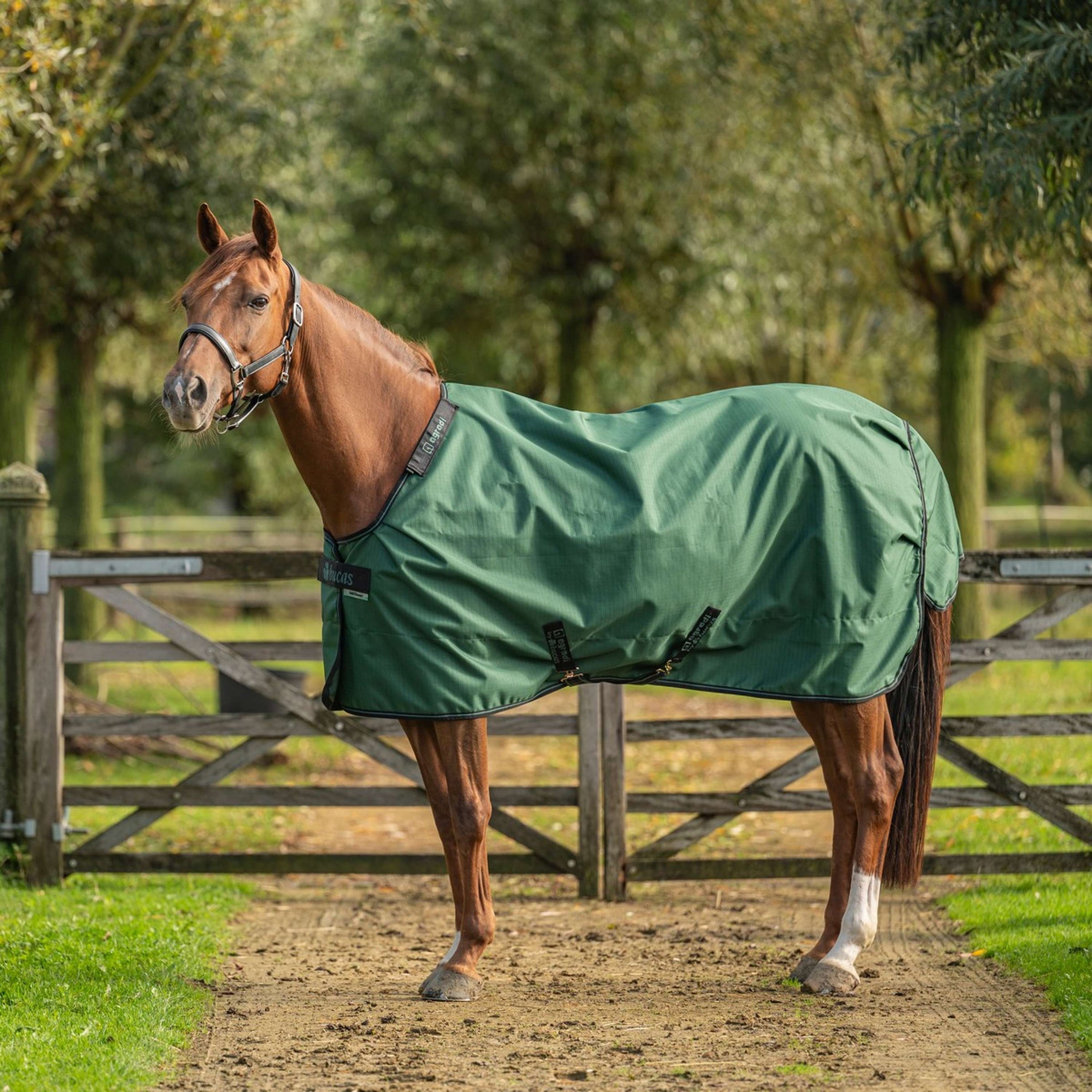 Agradi by Bucas Turnout Rug Verde Negro