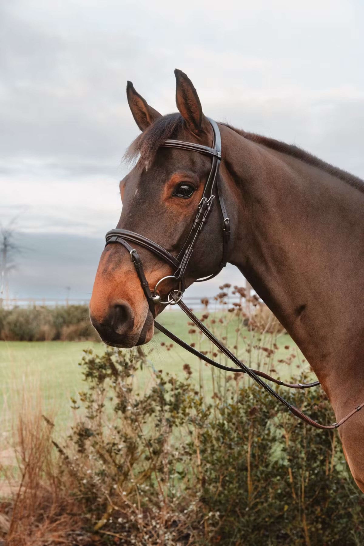 Dyon Riendas 1/2 7 Stops Cierre de anilla Marron