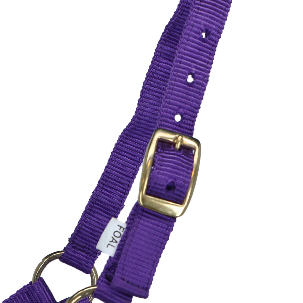 Norton Cabestro para Potro con línea Morado